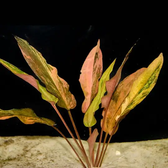 APC-CRYPTOCORYNE FLORİDA SUNSET T/C CUP IN VITROLC636