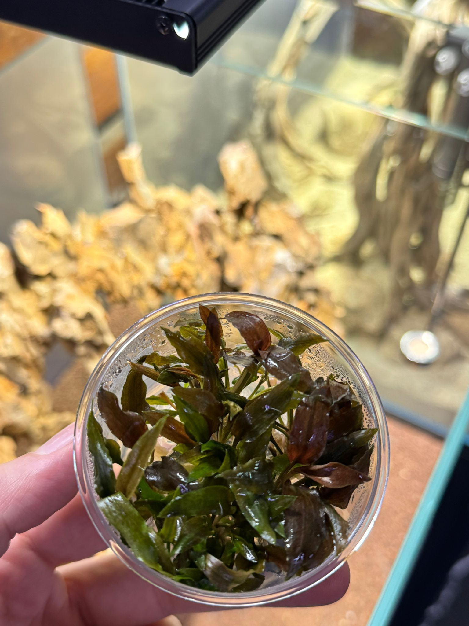 APC-CRYPTOCORYNE FLORİDA SUNSET T/C CUP IN VITROLC636