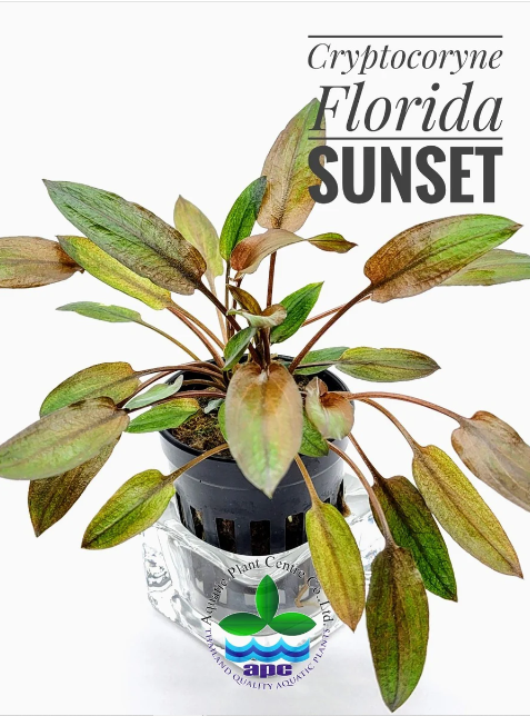 APC-CRYPTOCORYNE FLORİDA SUNSETp636