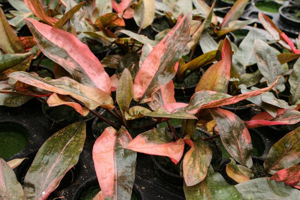 APC-CRYPTOCORYNE FLORİDA SUNSETp636