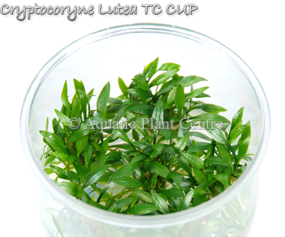 APC-CRYPTOCORYNE LUTEA T/C IN VITRO KAPLC996