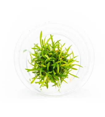 APC-CRYPTOCORYNE PARVA T/C [SMALL] CUPLS993