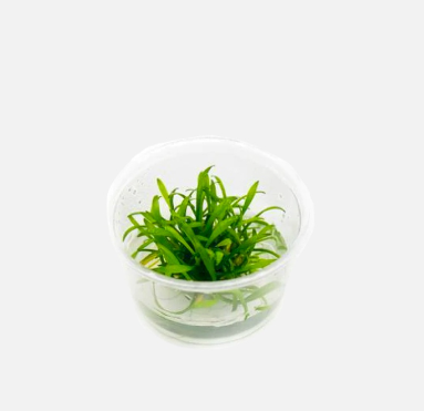 APC-CRYPTOCORYNE PARVA T/C [SMALL] CUPLS993