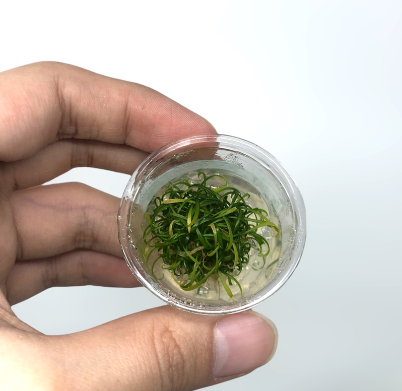 APC-CRYPTOCORYNE PARVA T/C [SMALL] CUPLS993