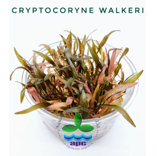 APC-CRYPTOCORYNE WALKERİ T/C CUP IN VITRO KAPLC992
