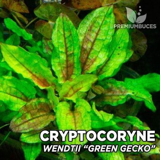 APC-CRYPTOCORYNE WENDTİİ GREEN GECKO T/C CUP IN VITRO KAPLC982