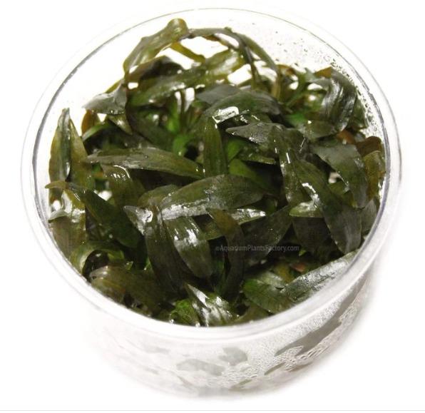 APC- CRYPTOCORYNE WENDTİİ TROPİCA InvitroLC995