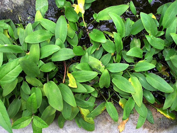 APC-CRYPTOCORYNE WİLLİSİİ İN VİTROLC983