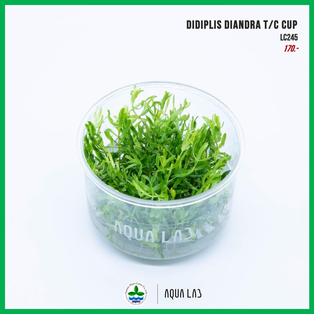 APC-DİDİPLİS DİANDRA T/C CUP IN VITROLC245