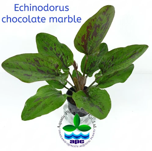 APC-ECHİNODORUS CHOCOLATTE MARBLE SAKSIP535