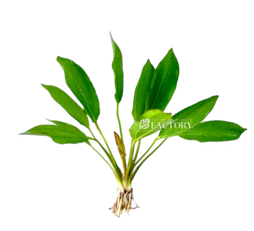 APC-ECHİNODORUS GREEN CHAMELEONB668