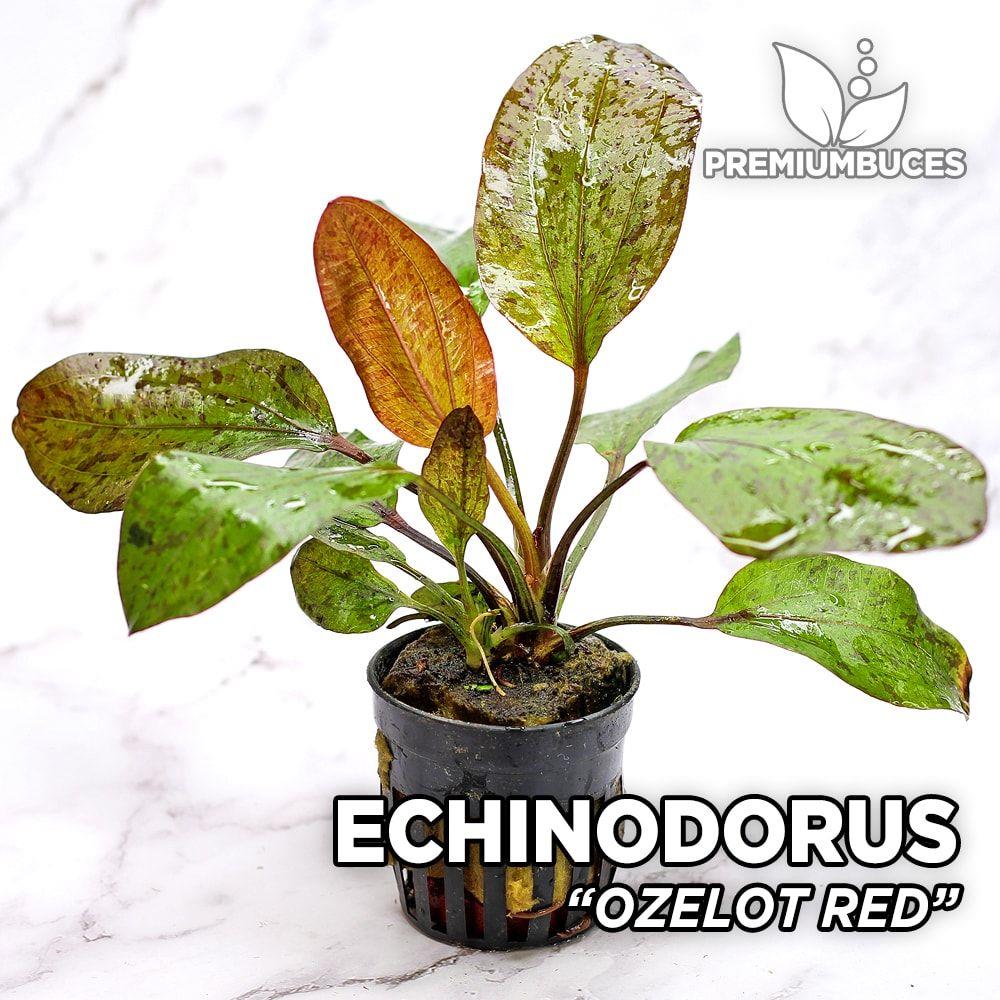 APC-ECHİNODORUS OZELOT REDB127