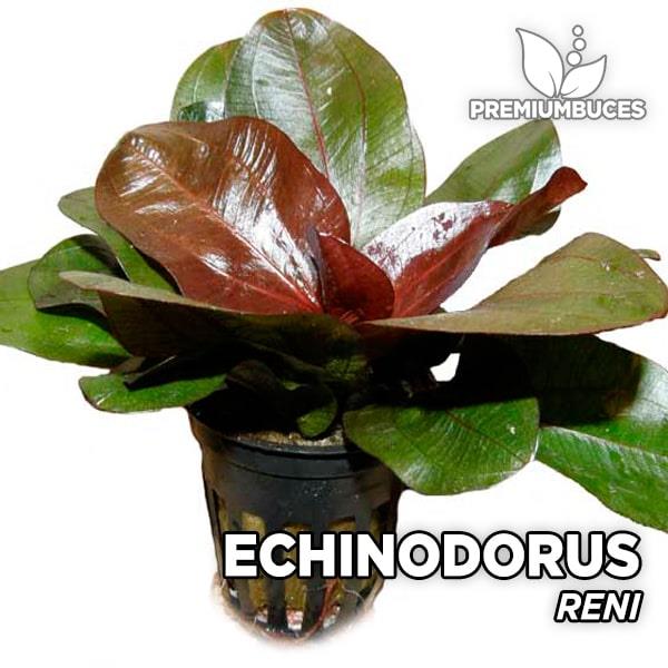 APC-ECHİNODORUS RENİ CUP İN VİTROLC267