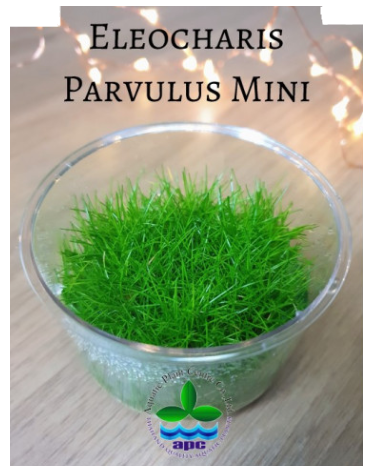 APC-ELEOCHARİS PARVULUS MİNİ T/C CUP İNVİTROLC325