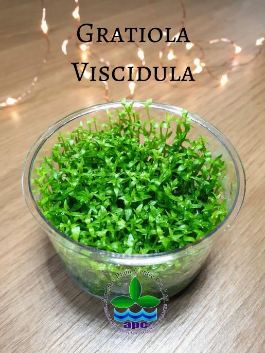 APC- GRATİOLA VİSCİDULA T/C CUP İN VİTRO 200 CCLC363