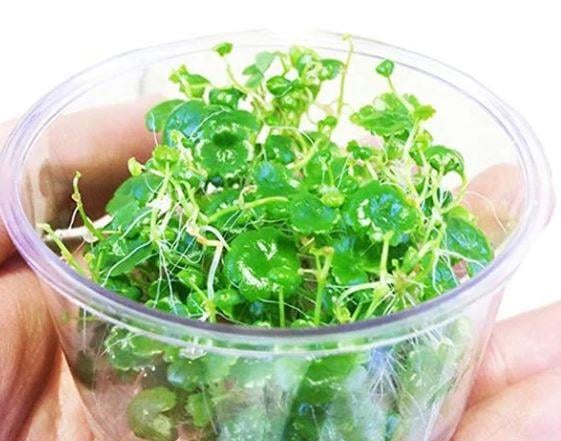 APC-HYDROCOTYLE SİBTHORPİOİDES T/C CUPLC323