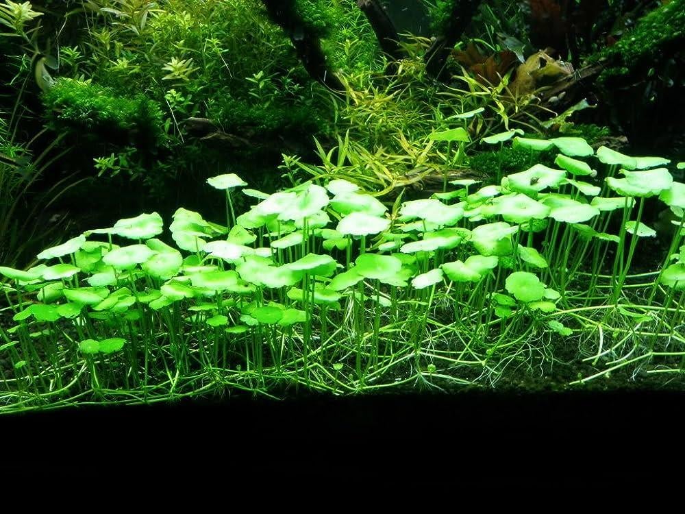 APC- HYDROCOTYLE VERTİCİLLATA BUKETb303