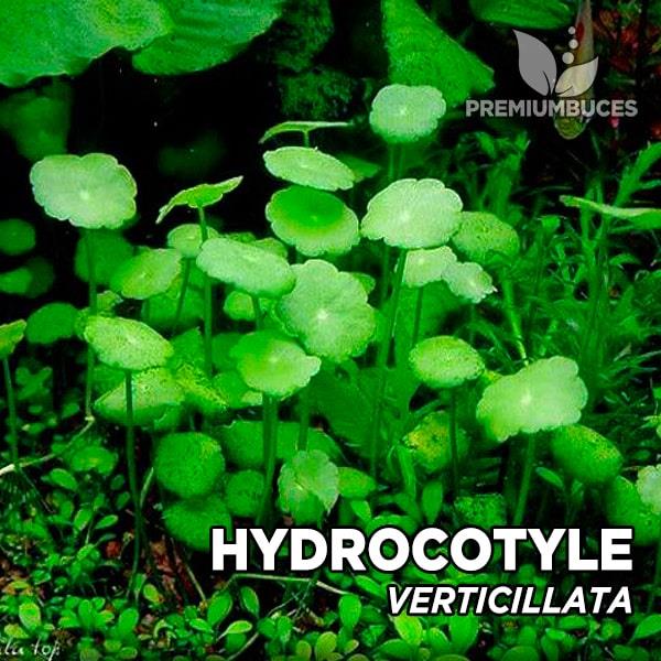 APC- HYDROCOTYLE VERTİCİLLATA BUKETb303