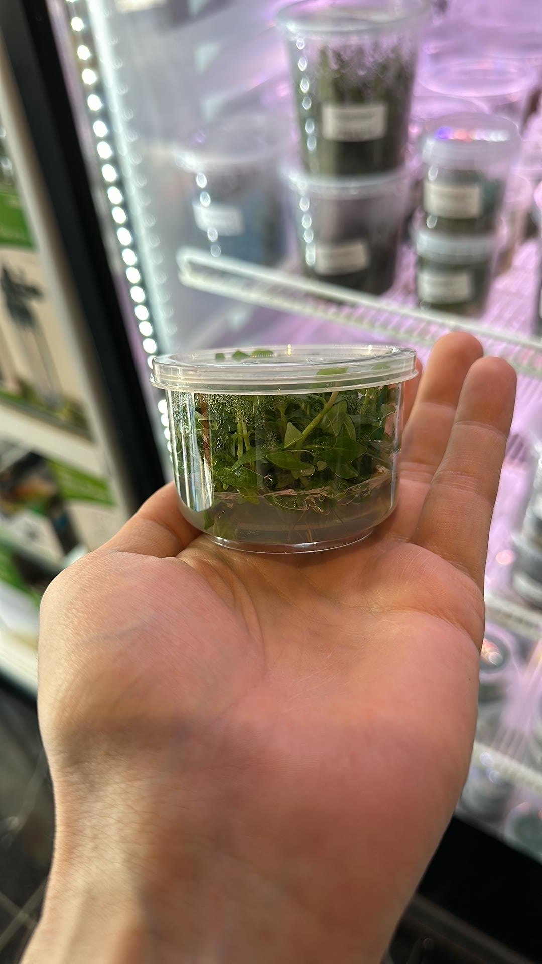 APC İthal STAUROGYNE REPENS IN VITRO 300 CC LC378