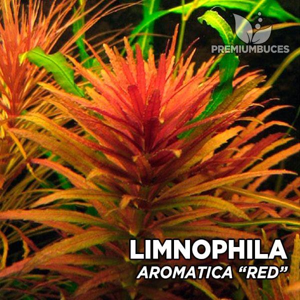 APC-LİMNOPHİLA AROMATİCA RED (BELEM)b533