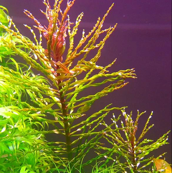 APC-LUDWİGİA İNCLİNATA VAR. VERTİCİLLATA CURLY T/C CUPLC534