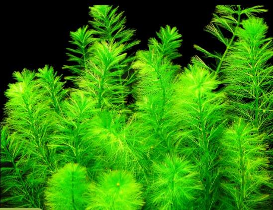 APC-MYRİOPHYLLUM ELATİNOİDES (SNOWFLAKE) T/C CUP İN VİTRLC118