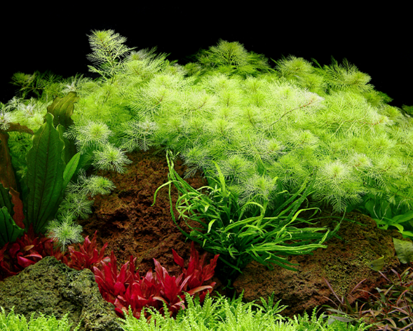 APC-MYRİOPHYLLUM MATTOGROSSENSE (TROPİCA)P720