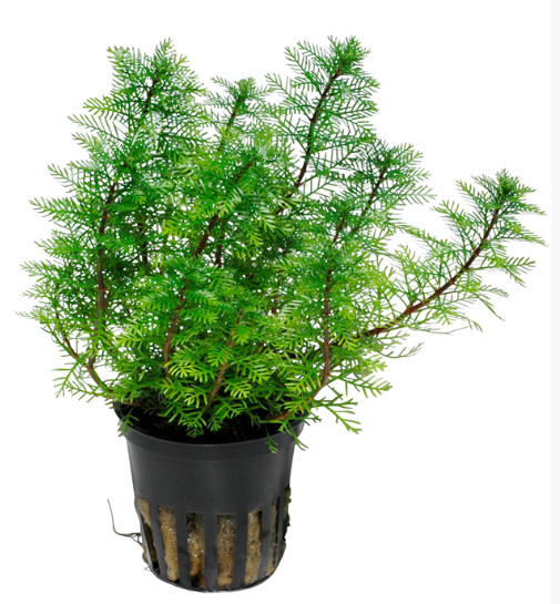 APC-MYRİOPHYLLUM MATTOGROSSENSE (TROPİCA)P720