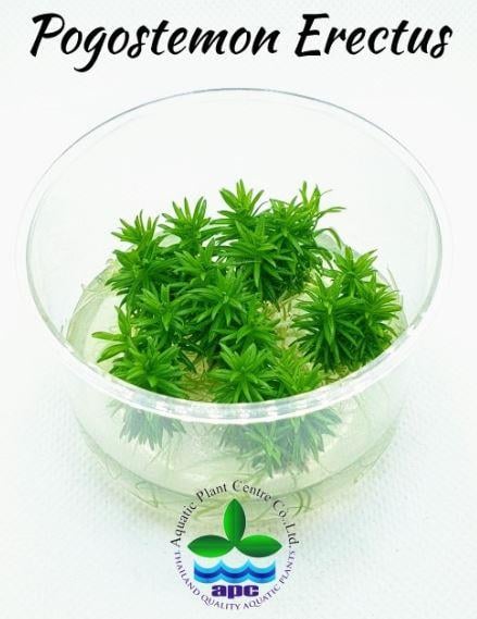 APC-POGOSTEMON ERECTUS T/C CUPLC959