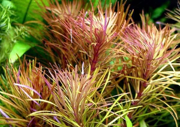 APC-POGOSTEMON STELLATUS (EUSTRALİS)b064