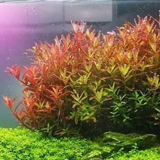 APC-ROTALA FUJİANB547