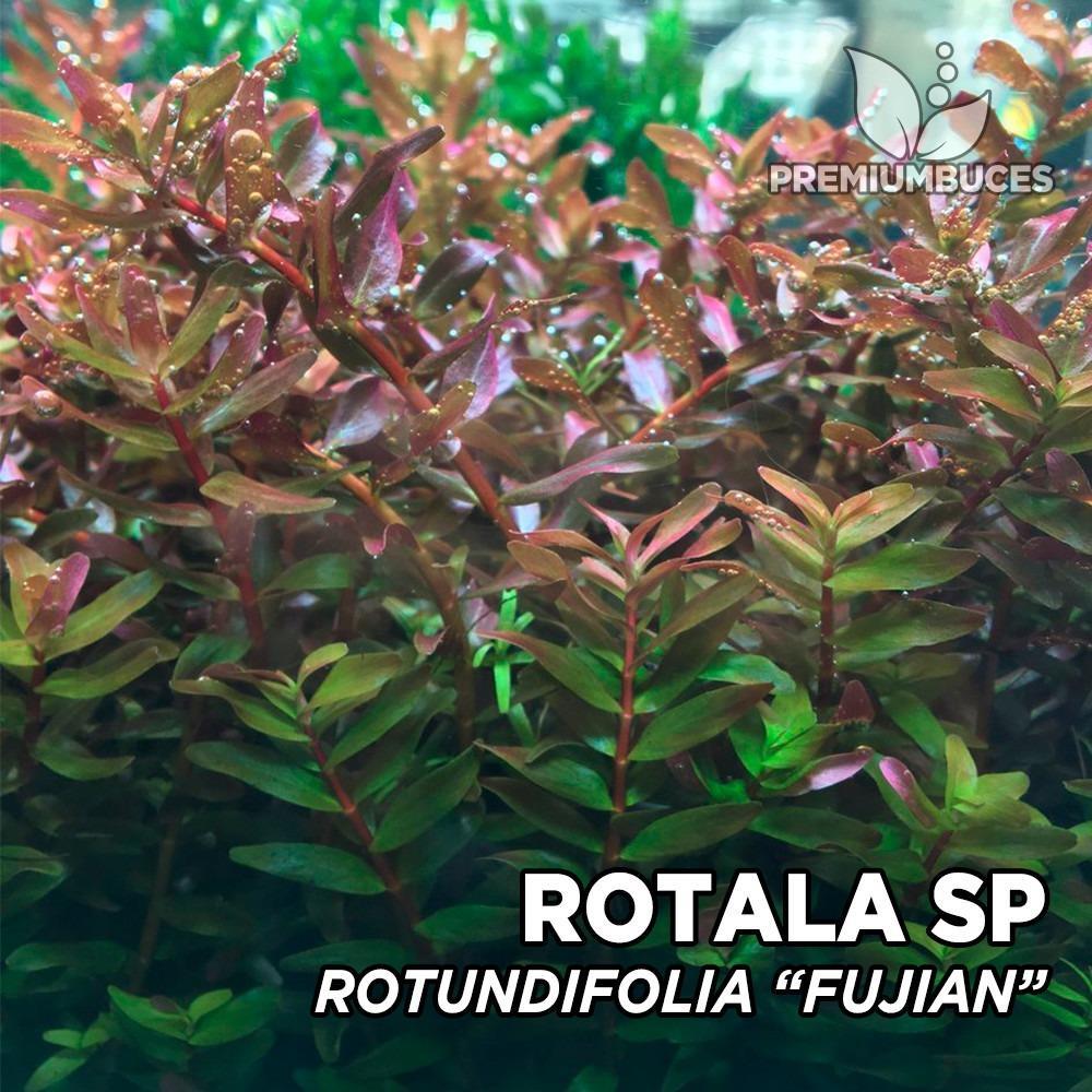 APC-ROTALA FUJİANB547