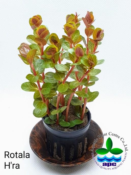 APC-ROTALA HRAP538