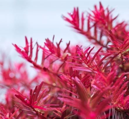 APC-ROTALA HRAP538