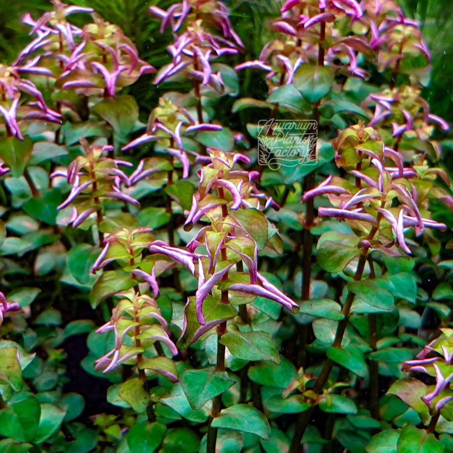 APC-ROTALA MACRANDRA PEARL T/C CUP IN VITROLC648