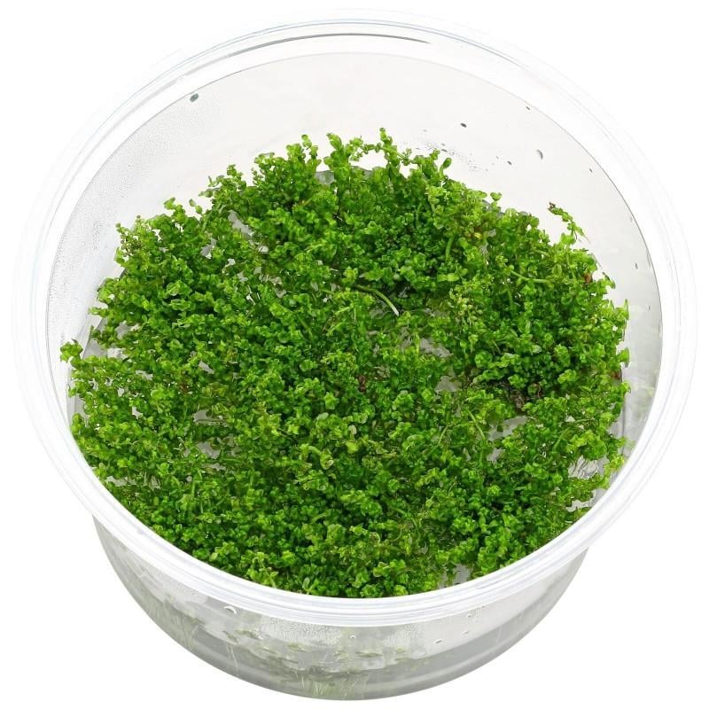 APC-ROTALA MACRANDRA PEARL T/C CUP IN VITROLC648