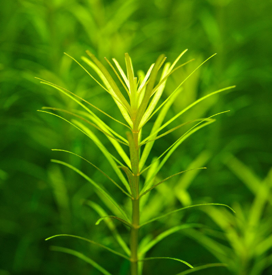 APC- ROTALA NANJENSHANB351