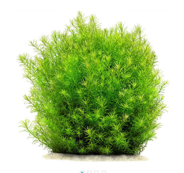 APC- ROTALA NANJENSHANB351