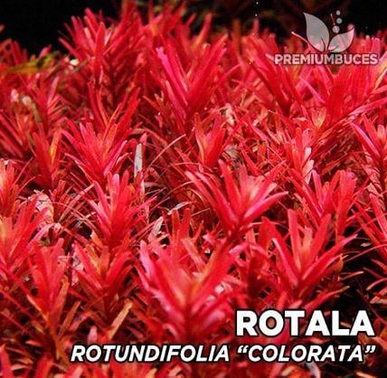APC-ROTALA ROTUNDİFOLİA COLORATA T/C CUPLC627