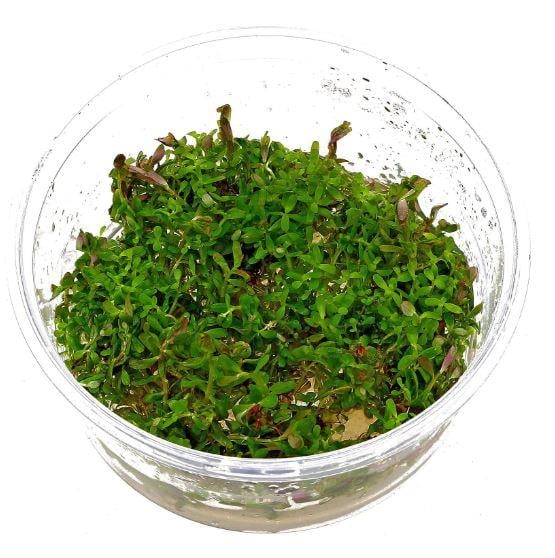APC-ROTALA ROTUNDİFOLİA COLORATA T/C CUPLC627