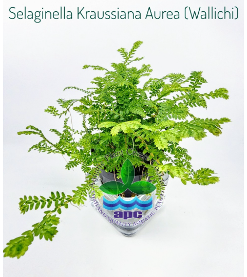 APC-SELAGİNELLA KRAUSSİANA AUREA (WALLİCHİ) SAKSIp264