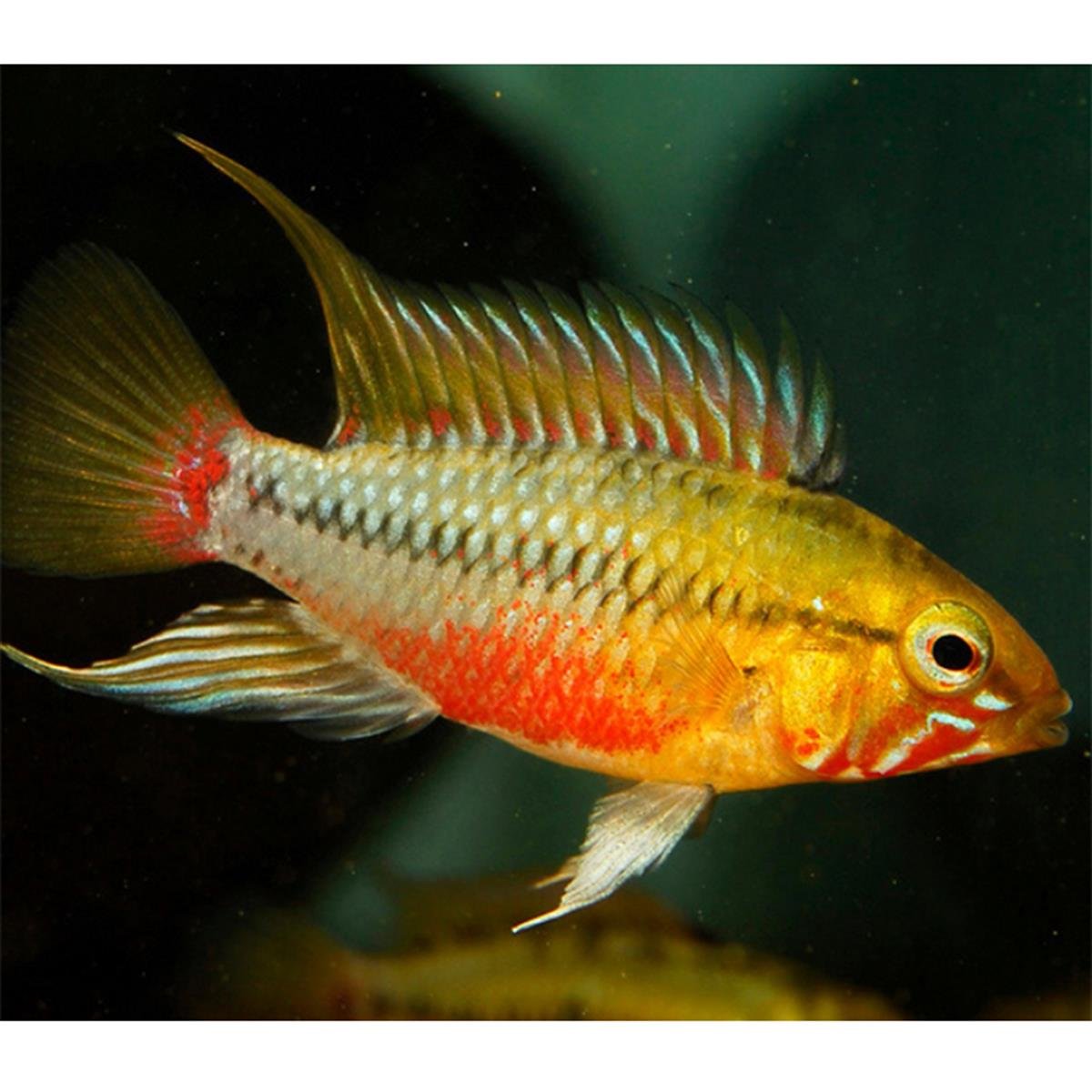 APİSTOGRAMMA HONGSLOİ RED-GOLDcanlı-372