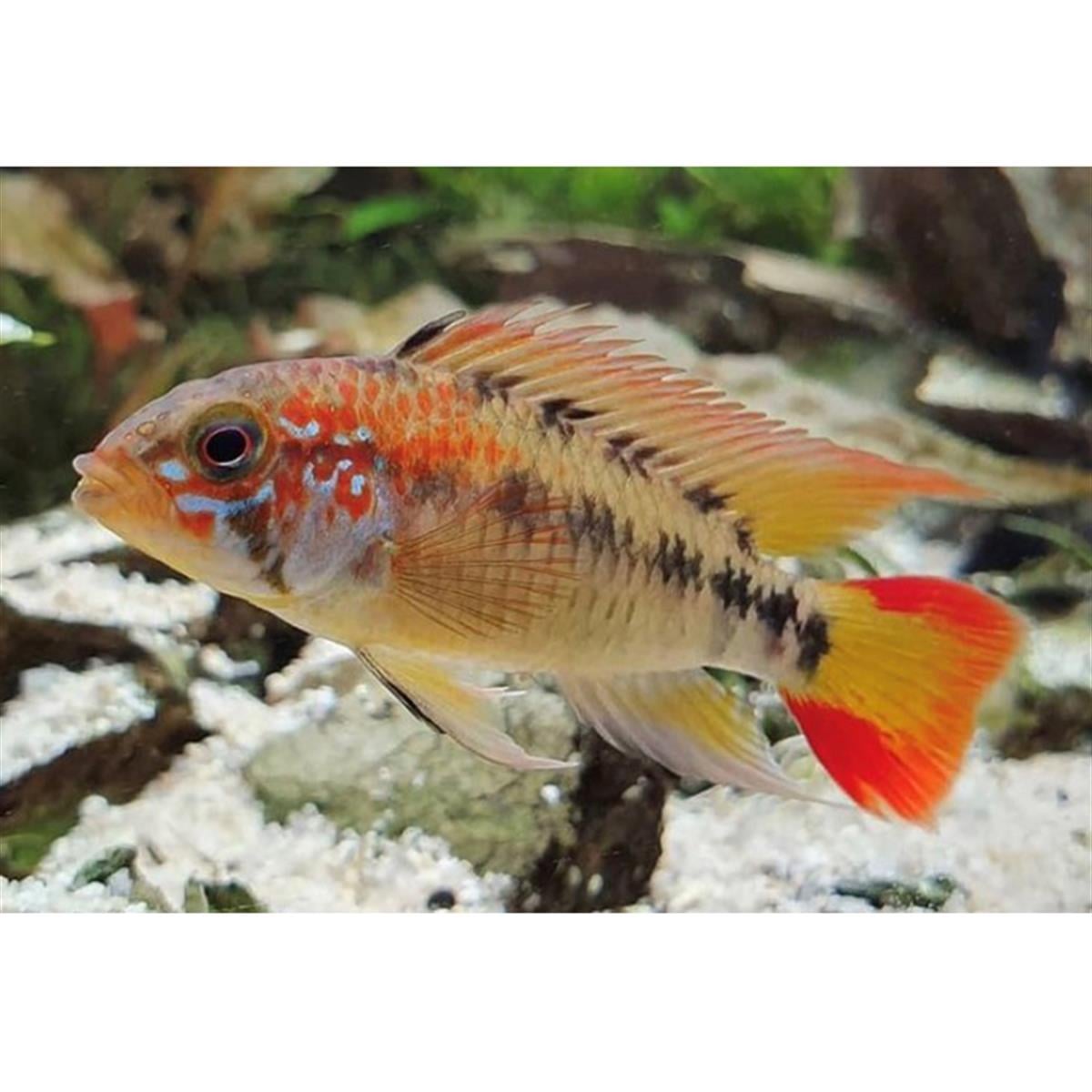 APİSTOGRAMMA MACMASTERİ 