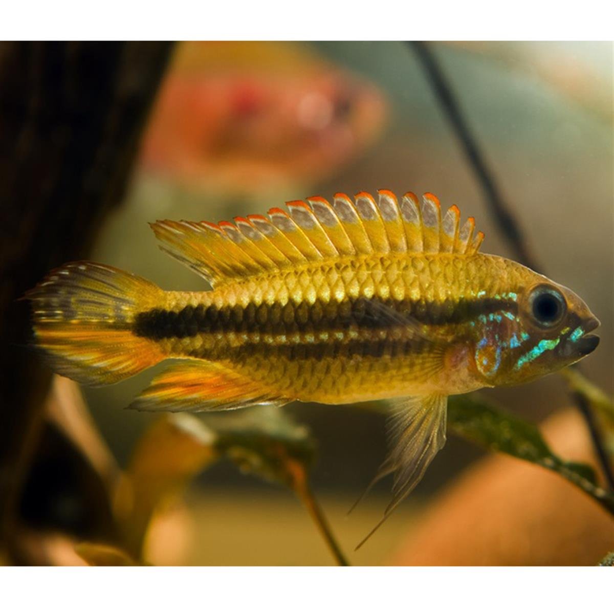 APİSTOGRAMMA MENDEZİ SANTA İSABEL REDcanlı-379