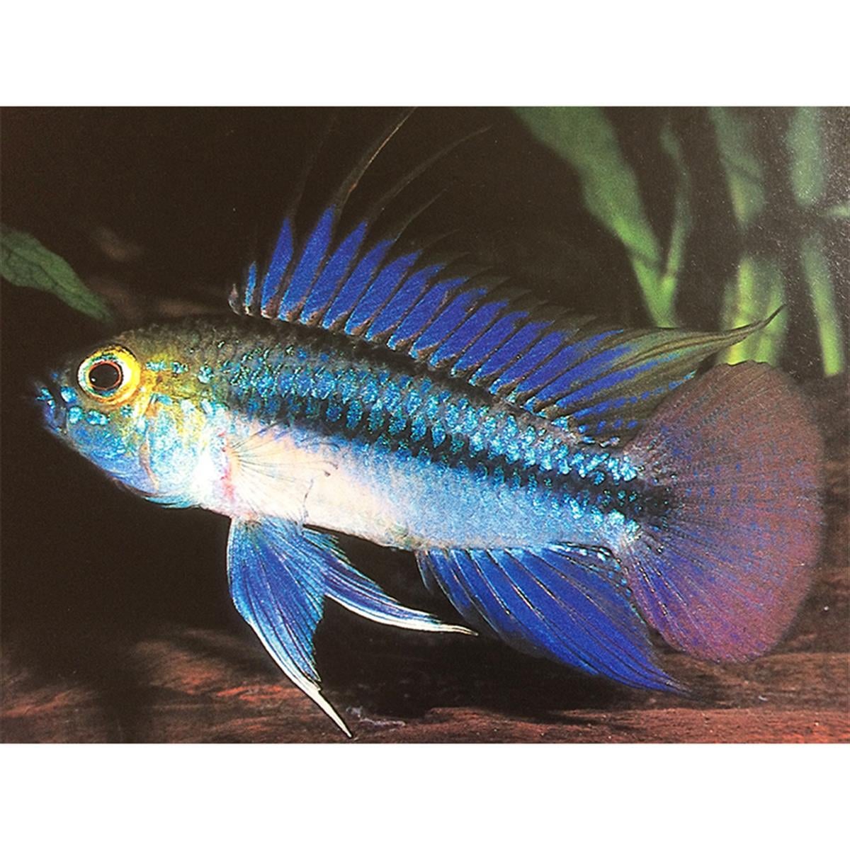 APİSTOGRAMMA TRİFASCİATAcanlı-376