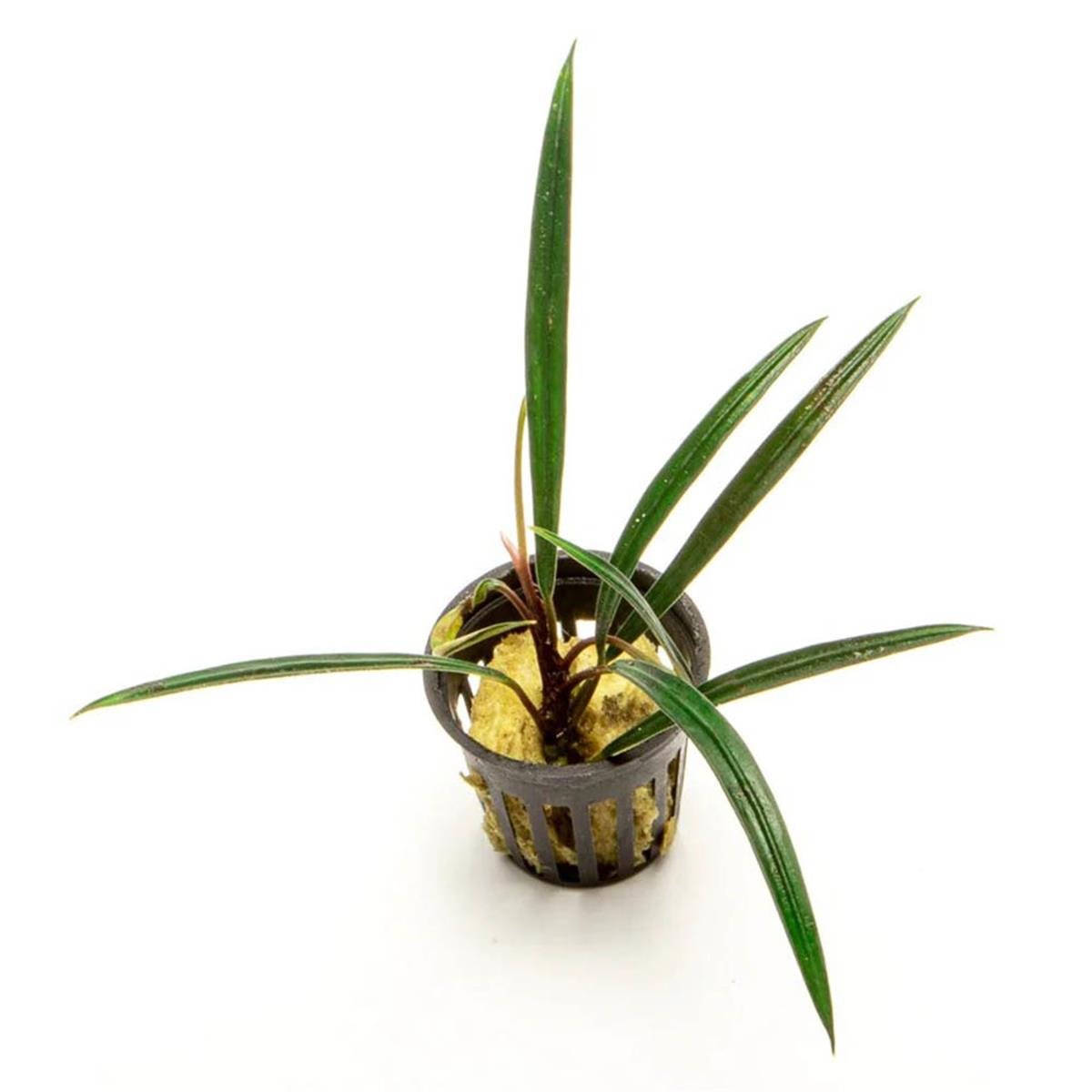 ARİDARIUM LONG LEAFARLL