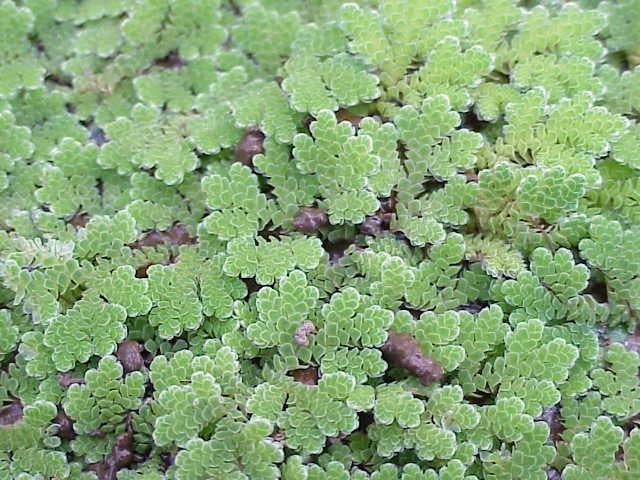 Azolla Caroliniana Porsiyon KapSP1235