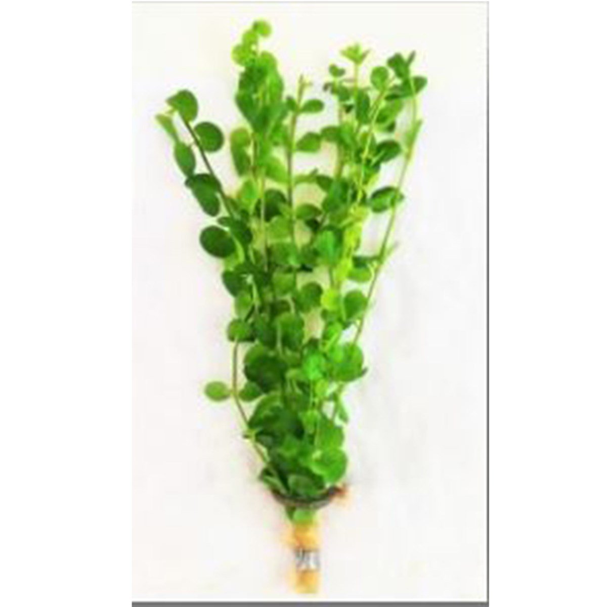 Bacoba kardinalBuketBacoba-kardinal