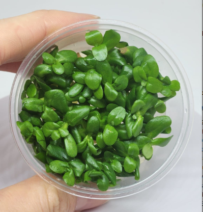 BACOPA AMPLEXİCAULİS IN VİTRO 200 CC KAPB11