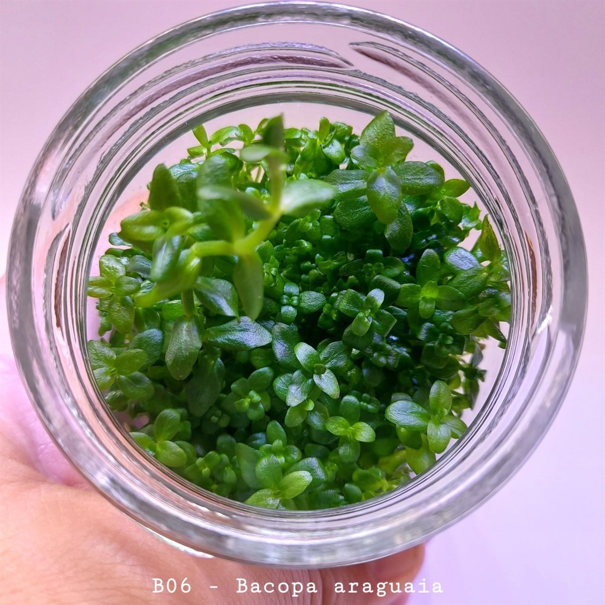 Bacopa araguaia IN VITRO 200CC DEV KAVANOZB06